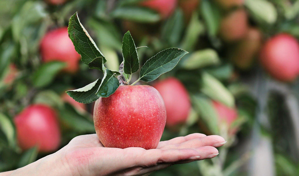 Ever Considered including Apples in your Diet? 